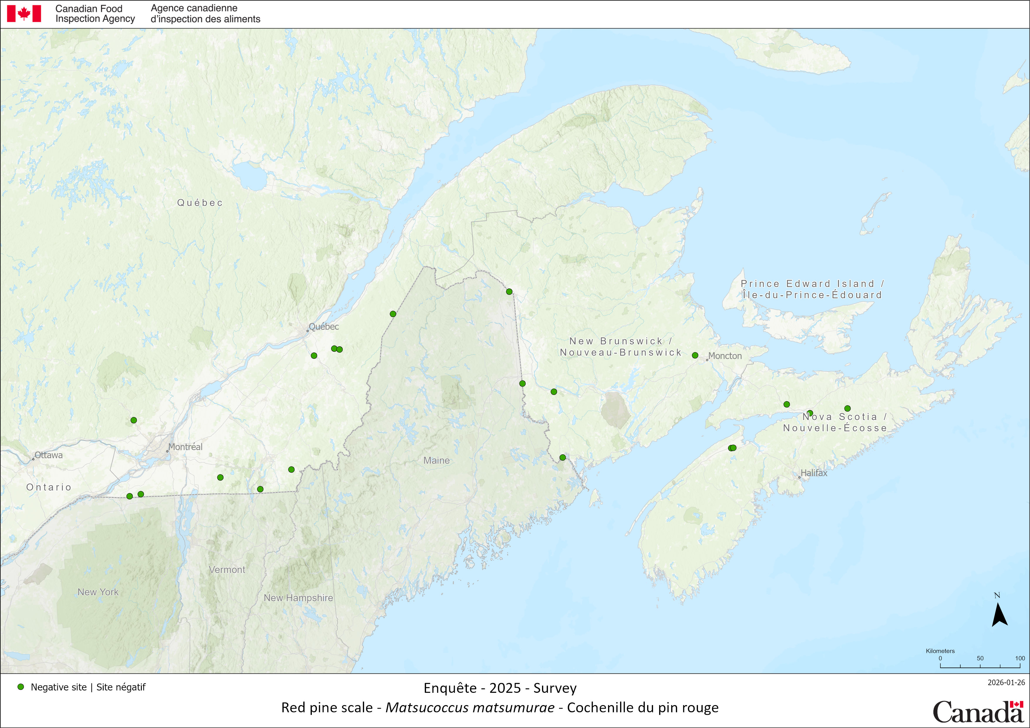 2025 Red pine scale survey results