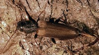 Example of Brown spruce longhorn beetle (Tetropium fuscum)
