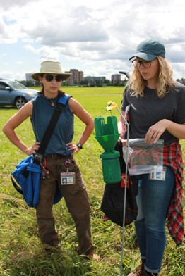 Checking a Japanese beetle trap With Dr. Erin Campbell (right)