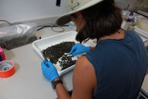 Weighing Japanese beetles recovered from a trap