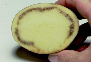 Potato ring rot disease.