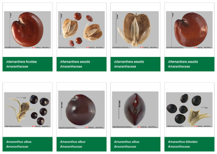 Image gallery of the Seed Identification Guide, highlighting species from the Amaranthaceae family