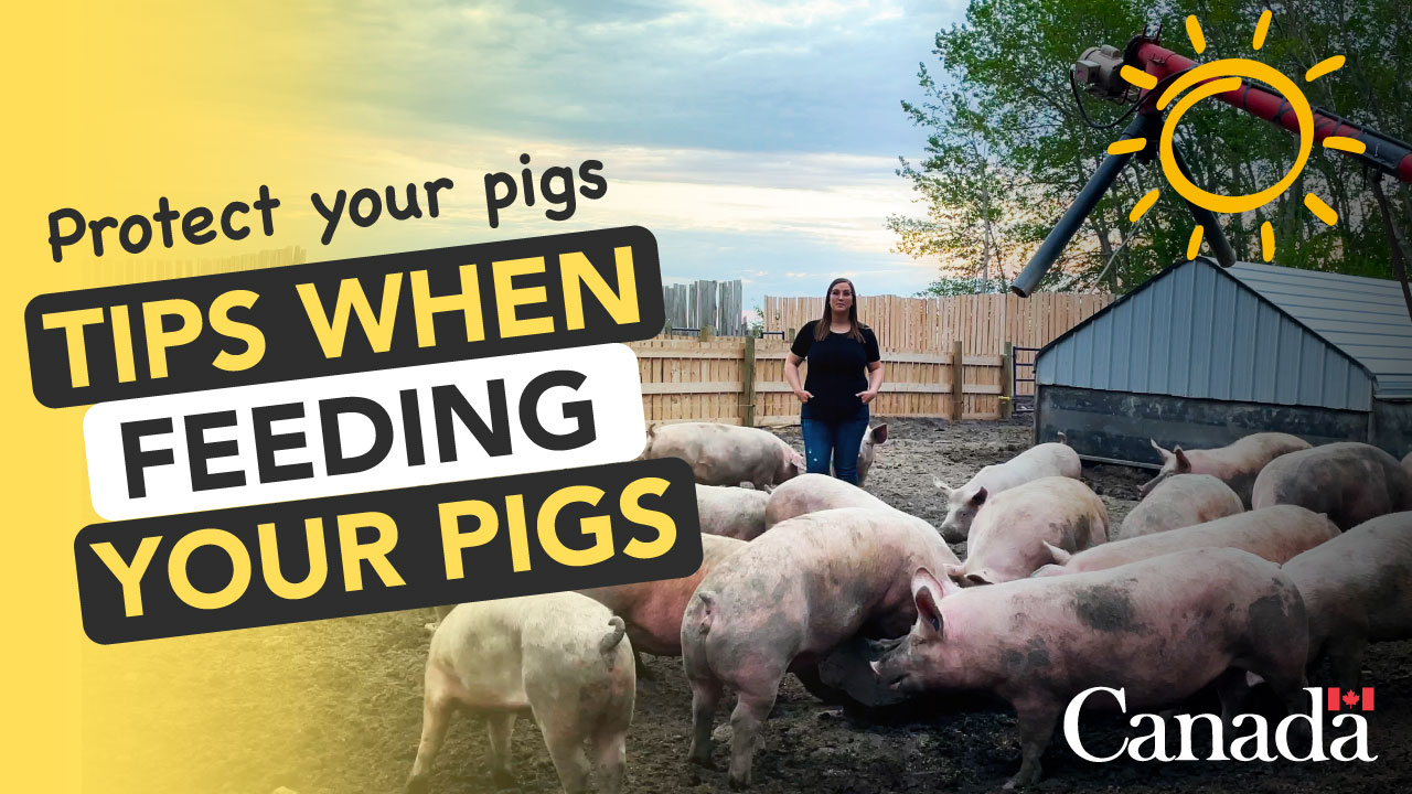 Tips when feeding your pigs