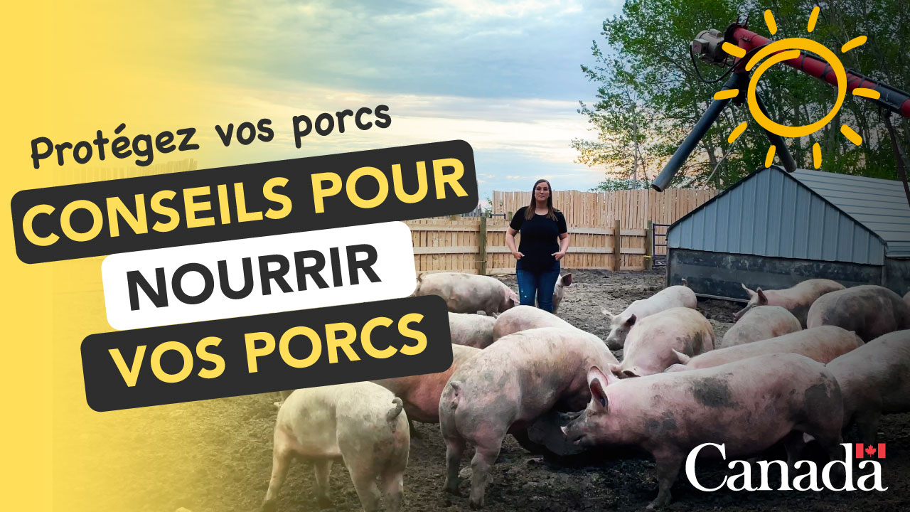 Conseils pour nourrir vos porcs