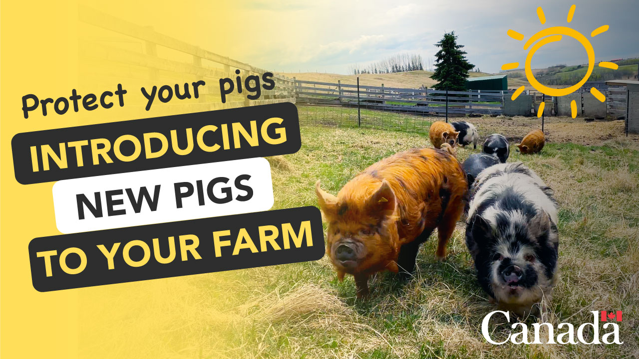 Introducing new pigs to your farm