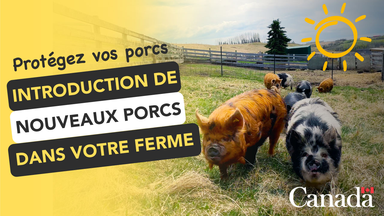 Introduction de nouveaux porcs dans votre ferme