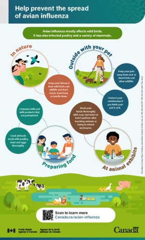 Prevent the spread of AI in nature, when preparing food, with your pet and at animal exhibits.