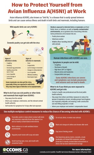 Tips to protect yourself from AI at work, signs and steps if you suspect an animal or human are infected