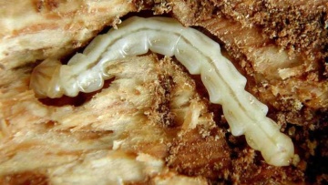 Larva