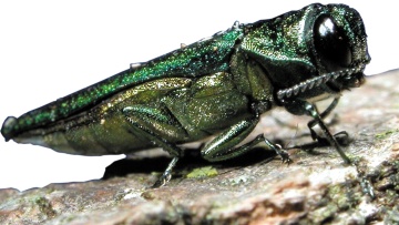 Adult, from the side