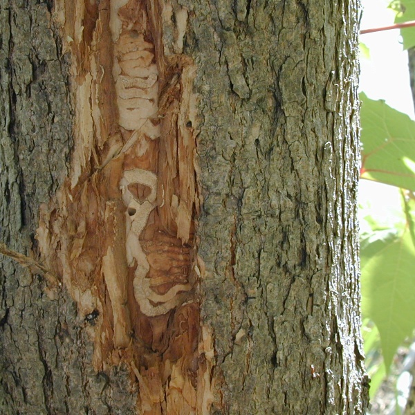 S shaped pattern between the bark and the wood caused by the emerald ash borer