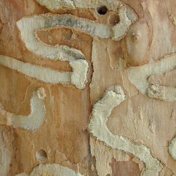 S shaped galleries between the bark and wood caused by larval feeding and D-shaped exit holes  created by adults emerging from the wood