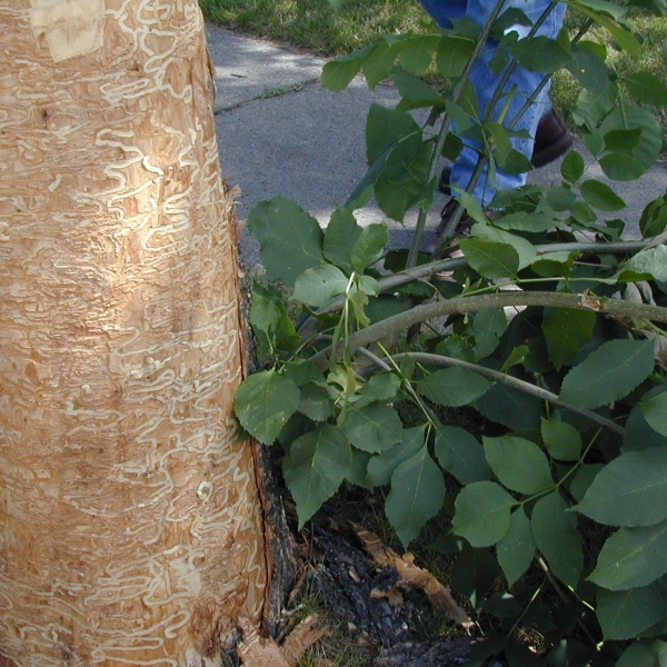 Pattern caused by larvae feeding, sprouts or epicormic shoots