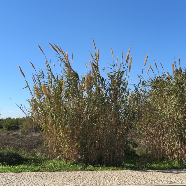 Canne de Provence