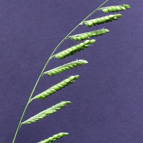 Inflorescence