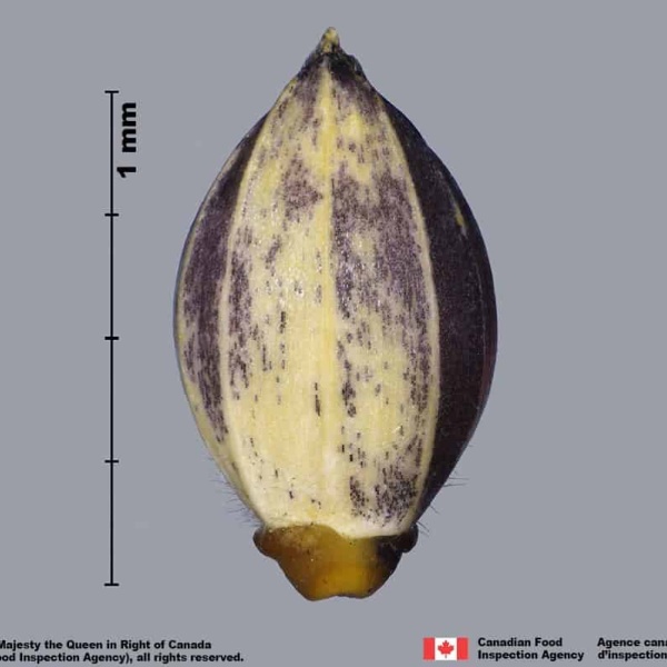 Spikelet