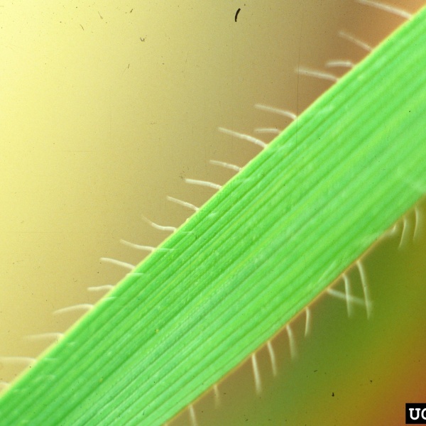 Feuille avec poils le long des marges