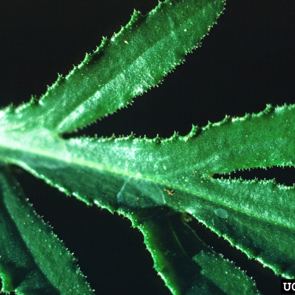 Gros plan d'une feuille