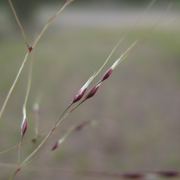 Spikelets
