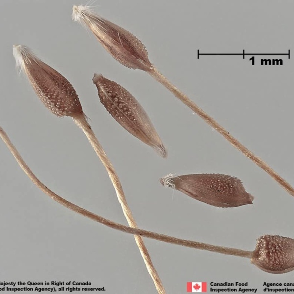 Seeds