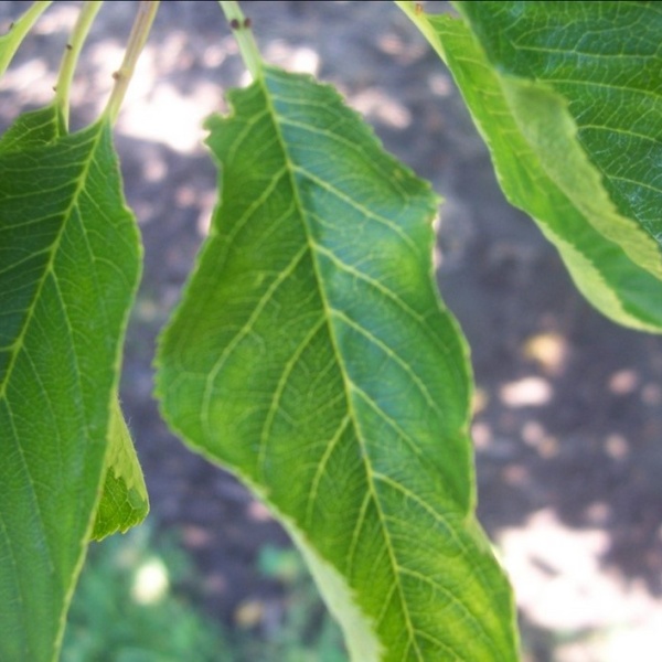 Virus de l'enroulement des feuilles du cerisier