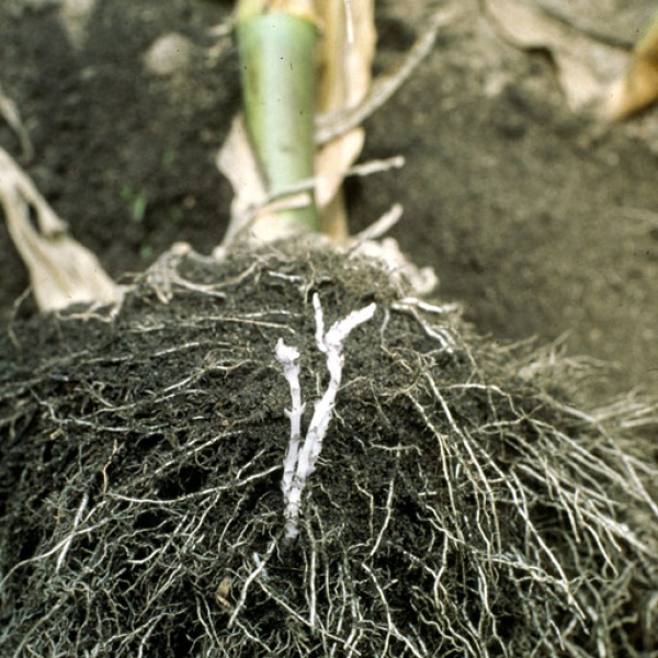 Connexions racinaires de striga