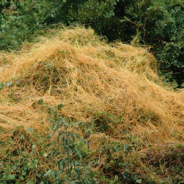 Dodder infestation