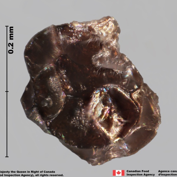 Graine d'orobanche du lierre (Orobanche hederae)