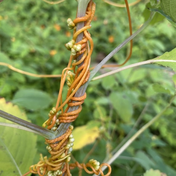 Swamp dodder stem entwined on host stem
